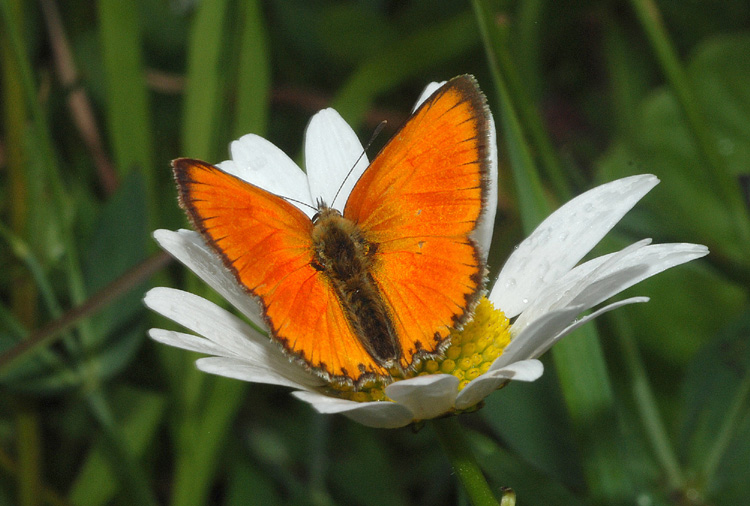 Heodes